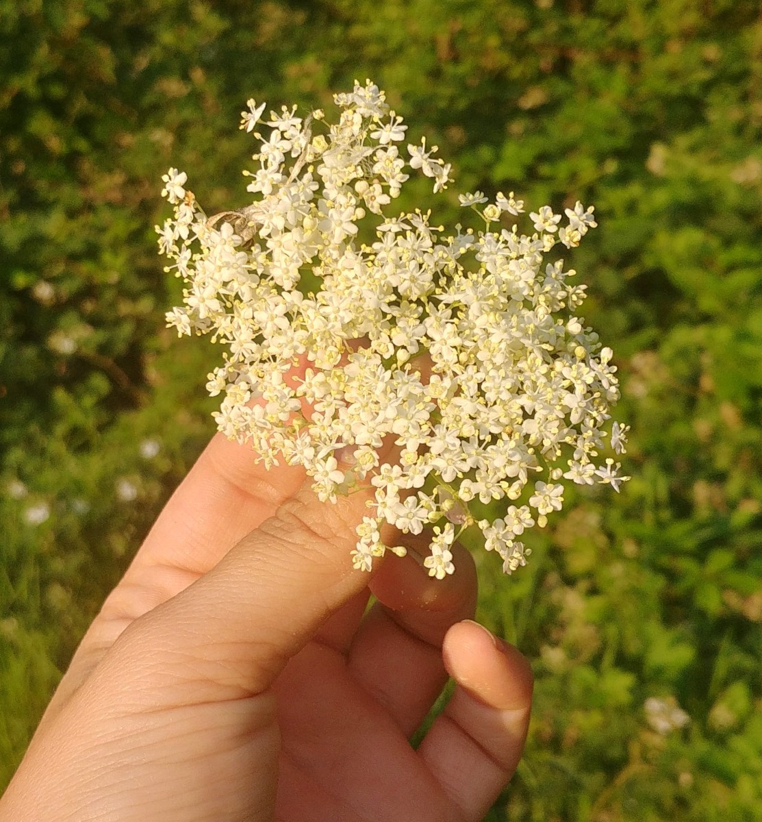 Elderflower champagne tastes of British summer. Unusually this is something you will struggle to buy, you have to instead engage in the quest for the 